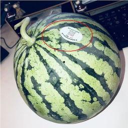 网红头像吃瓜视频大全