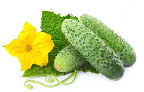 东北哪个网红吃酸瓜最多,挑战吃瓜极限，谁才是瓜王？”