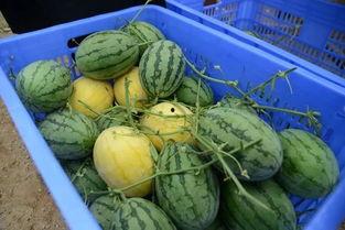 网红吃瓜群为什么没了呢,揭秘背后原因