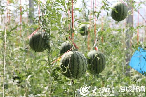 郯城网红吃瓜事件视频曝光