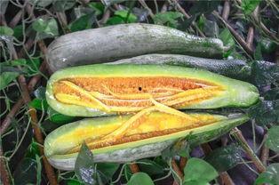 晨曦网红吃瓜链接,真相与争议并存