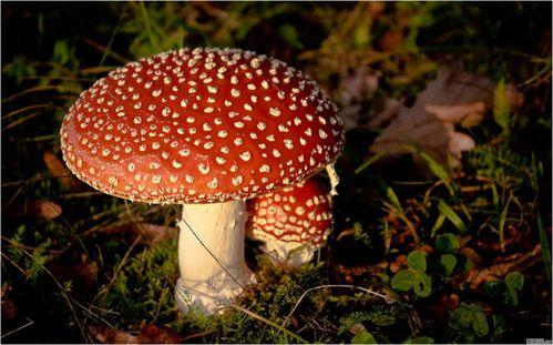 吃瓜网蘑菇word,吃瓜网独家揭秘